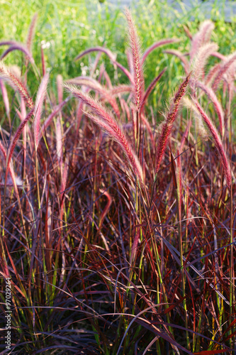 Pennisetum setaceum Rubrum - ornamental grass in a garden