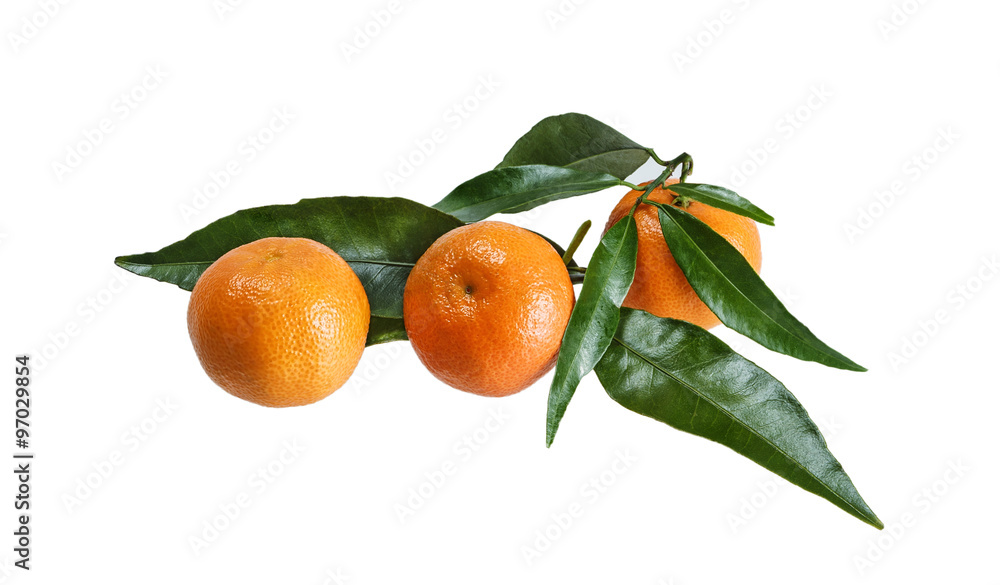 Fototapeta premium Tangerines with leaves on a white background.Isolated