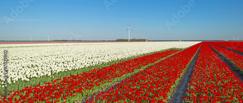 Fototapeta Naklejka Na Ścianę i Meble -  Tulips in a field in spring