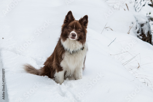 Border Collie Hund im Schnee © fotogerstl