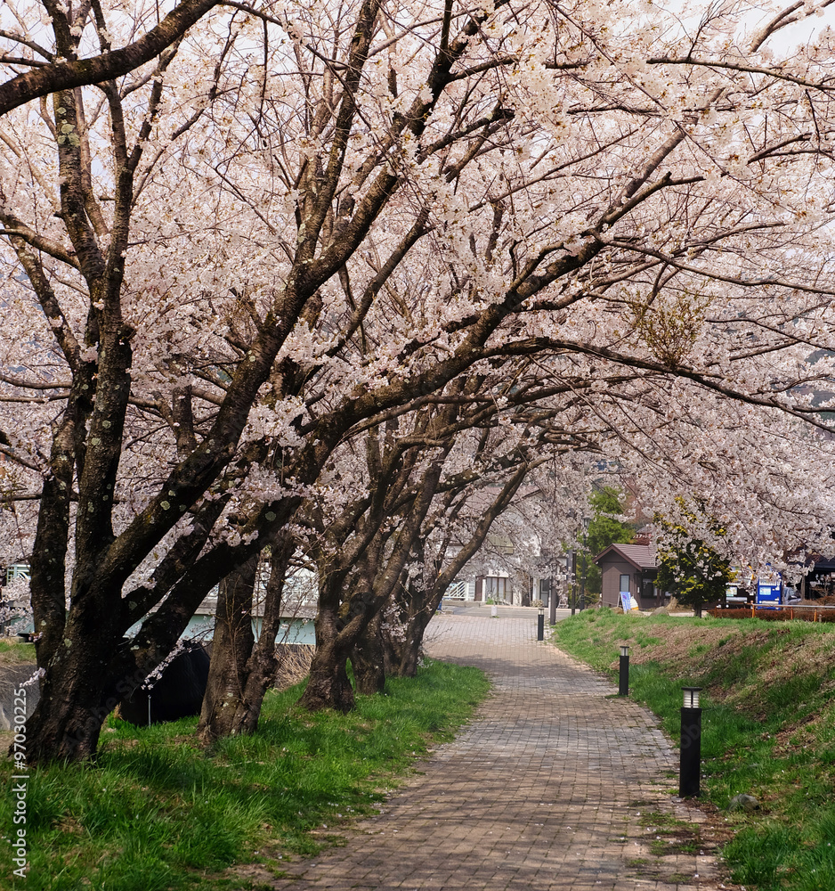 cherry blossom in the japan