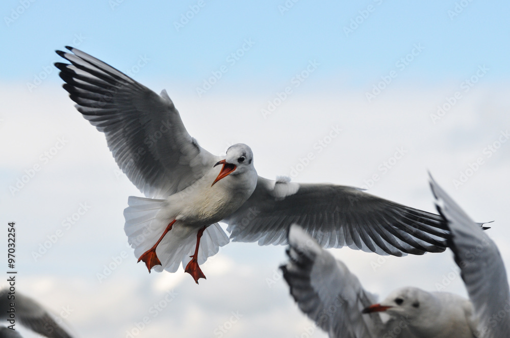 Obraz premium attakierende Möwe