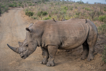Fototapete Nashorn white rhino  © NJ