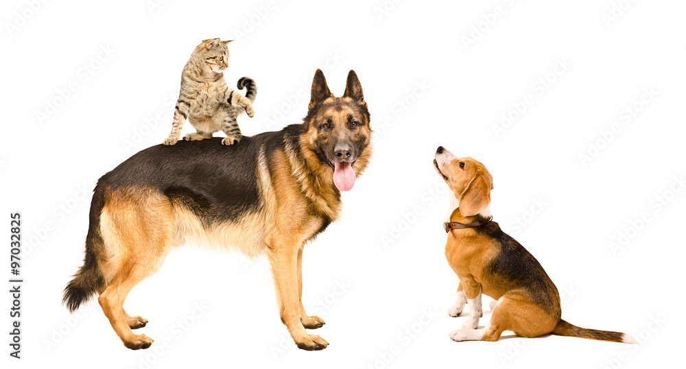 German shepherd, cat and Beagle playing together