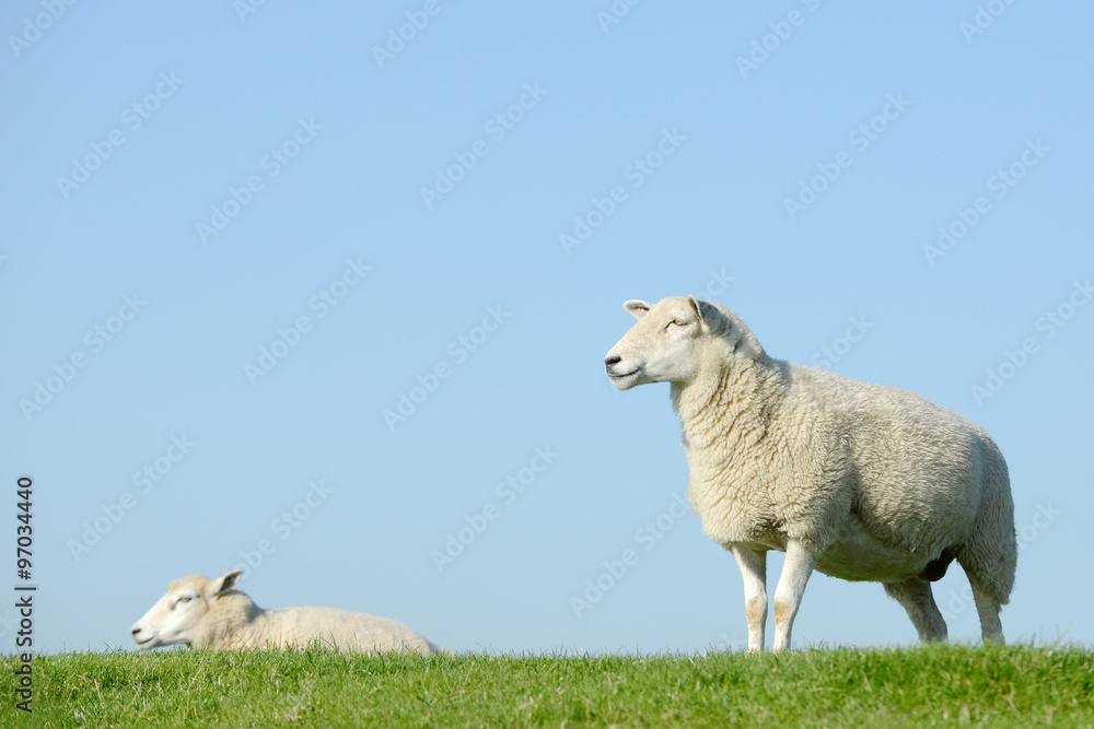 Obraz premium Schafe auf dem Deich