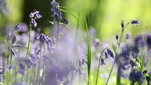 Close Up Woodland Meadow with Bluebells Flowers Waving on the Morning Breeze and Singing Birds