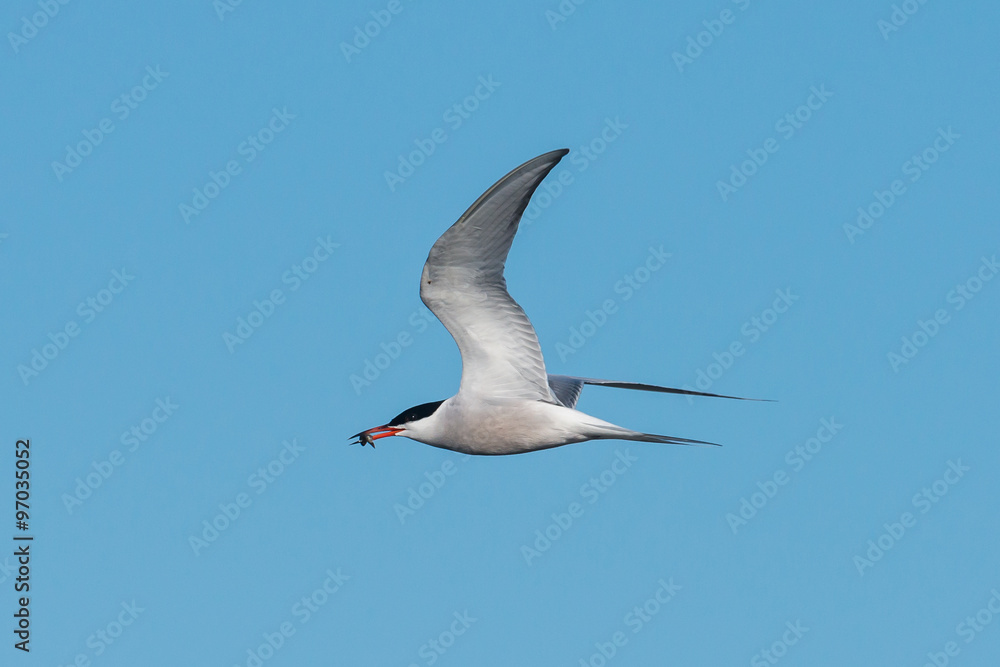 Flussseeschwalbe mit Beute