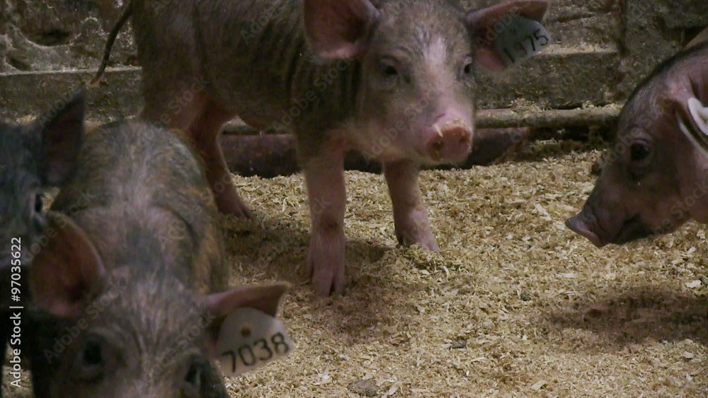 Pigs on livestock farm. Pig farming
Pigs on livestock farm. Pig farming