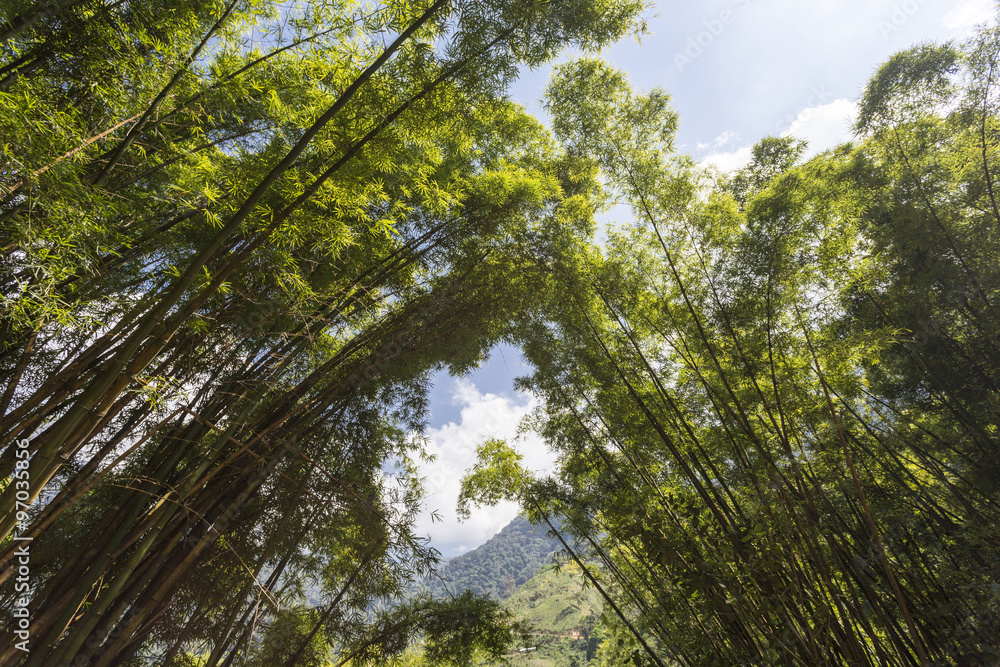 Fototapeta premium Bamboo forest in Colombia