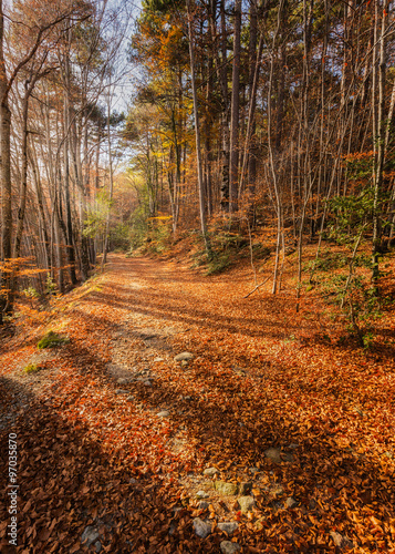 A path of golden autumn leaves in a forest in Corsica