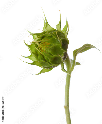 Fototapeta Naklejka Na Ścianę i Meble -  Bud of sunflower isolated on a white background