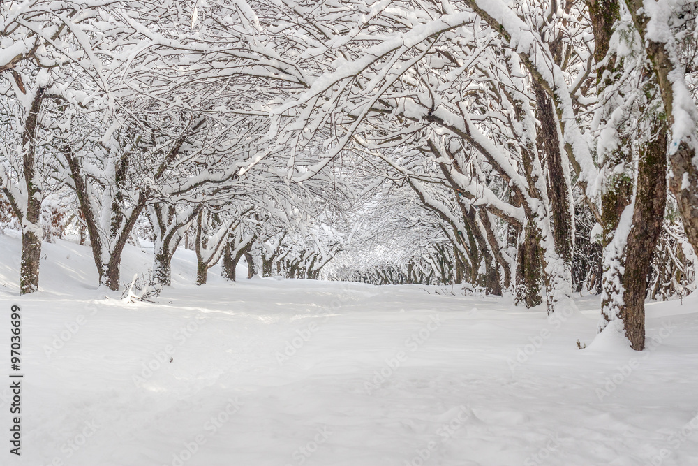 snowy winter landscape in park snowy winter landscape in park