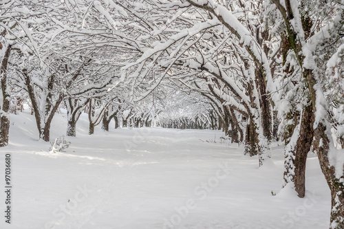 snowy winter landscape in park