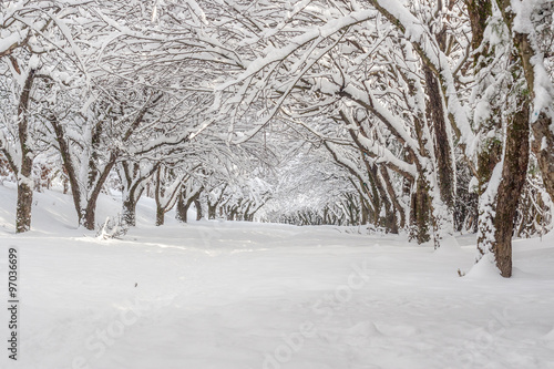 snowy winter landscape in park