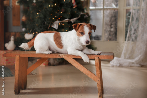 Dog breed Jack Russell Terrier holiday, Christmas and New Year © annaav