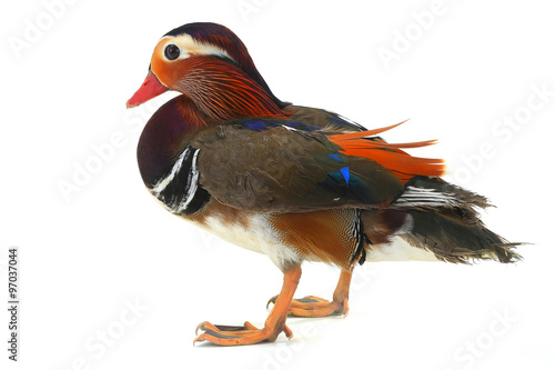 mandarin duck © fotomaster