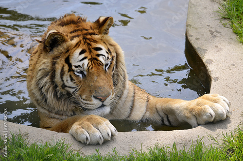 Fototapeta Naklejka Na Ścianę i Meble -  Closeup of tiger (Panthera tigris) bathing in pond