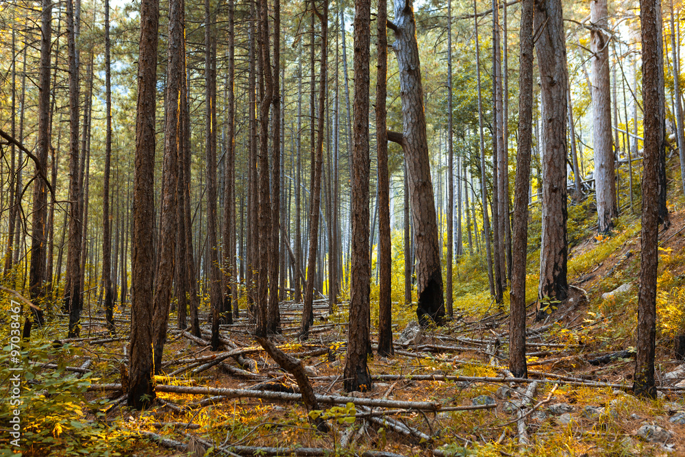 Fototapeta premium Promienie słoneczne w naturalnym lesie świerkowym