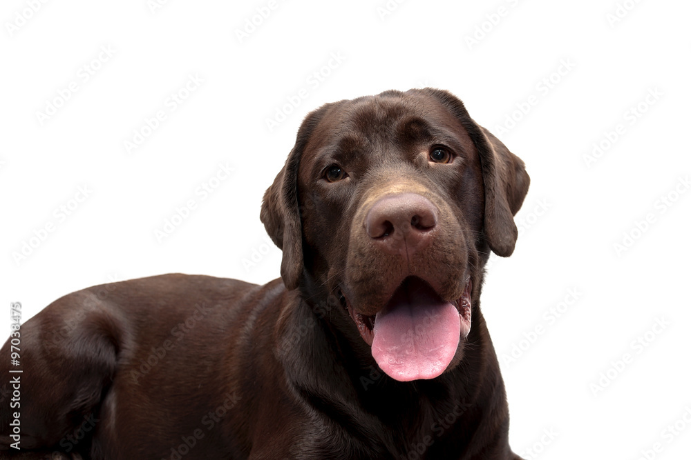 chocolate labrador close up on a white background