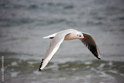 Möwe im Flug