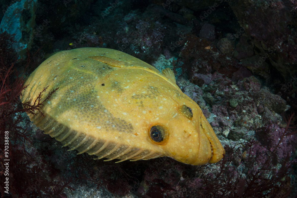 ヒラメ Stock Photo Adobe Stock