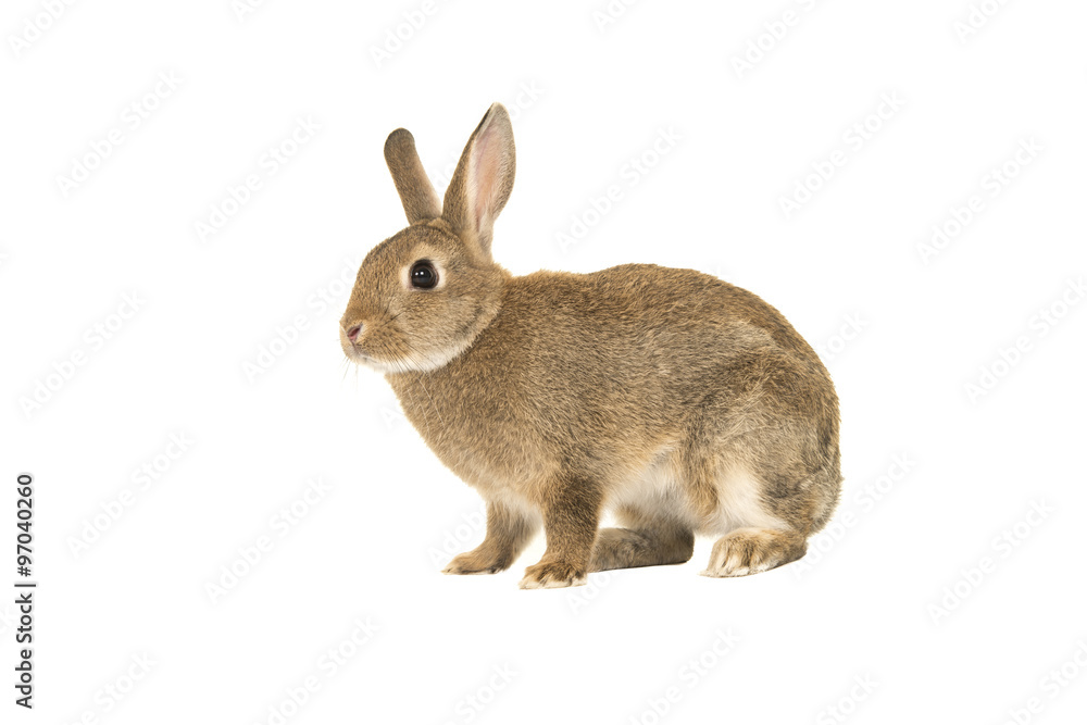 Obraz premium Cute brown rabbit isolated on a white background