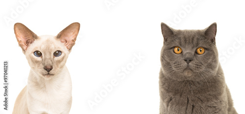 Obraz na plátně Duo portrait of two cats, one siamese one british shorthair isolated on a white