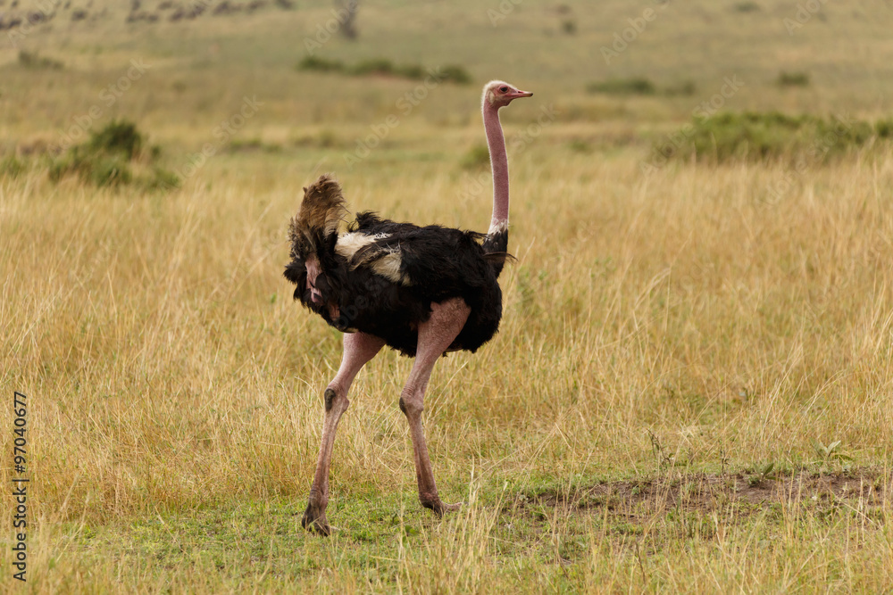 Naklejka premium Strauß