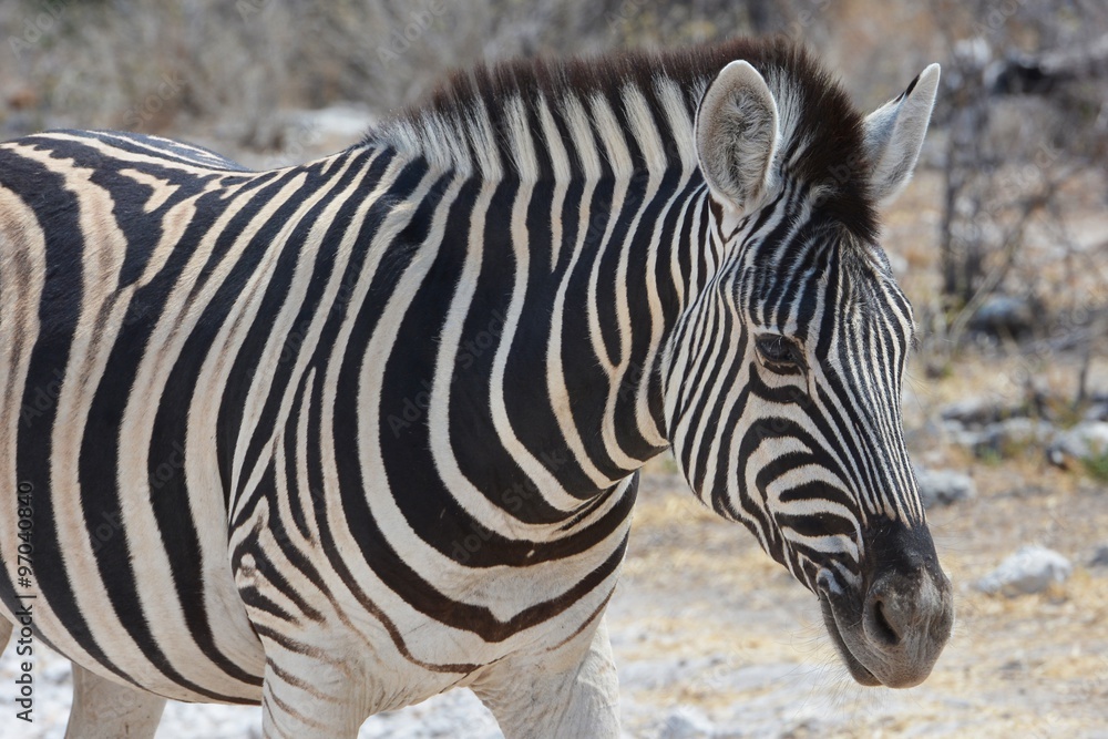 Steppenzebra (Equus Quagga) im Etosha Nationalpark Steppenzebra (Equus Quagga) im Etosha Nationalpark