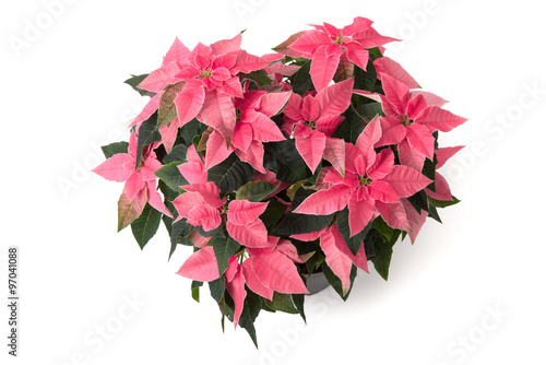 Fototapeta Naklejka Na Ścianę i Meble -  Euphorbia pulcherrima Princettia