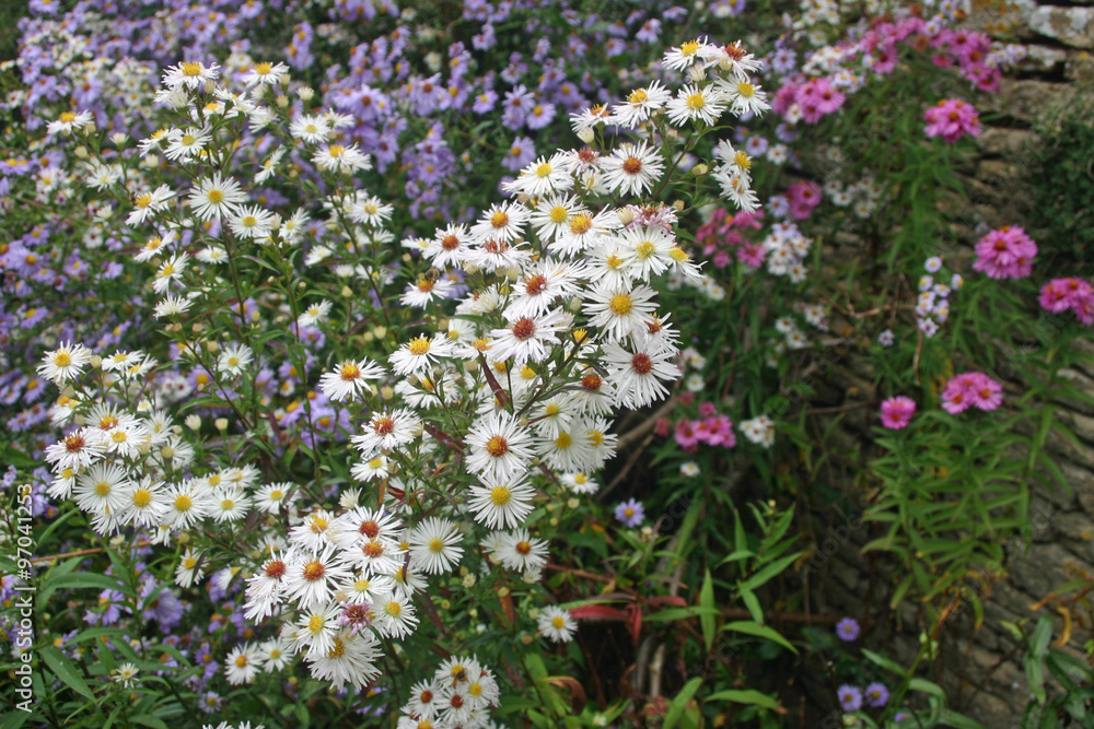 Mixed colour aster flowers