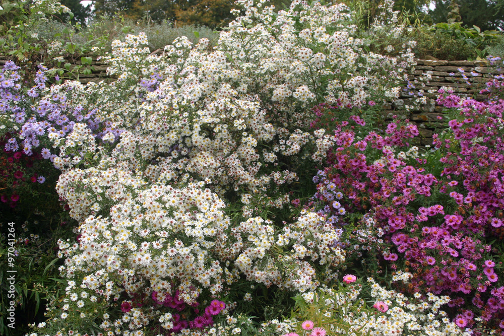 Obraz premium Mixed colour aster flowers