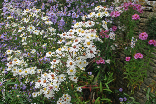 Mixed colour aster flowers