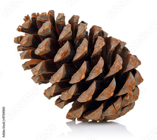 Canvastavla Pine Cone