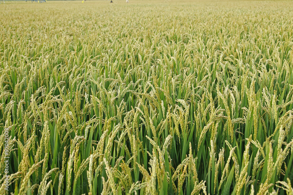 In the field, the rice is growing In the field, the rice is growing