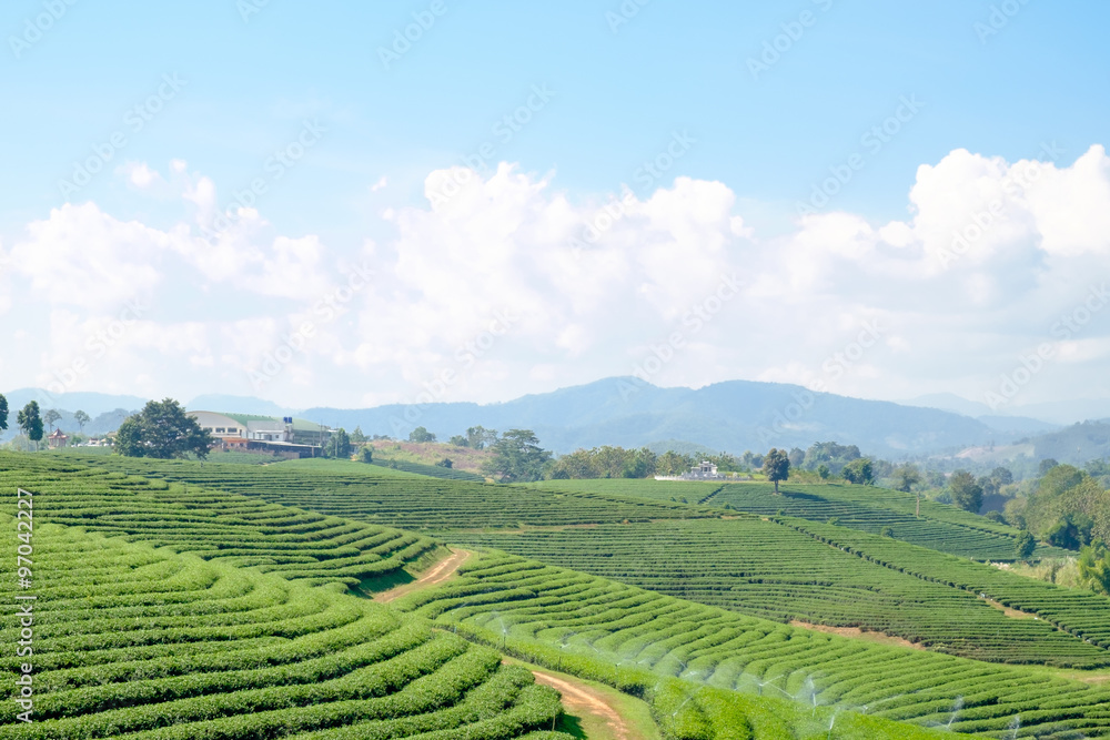 Tea plantation landscape