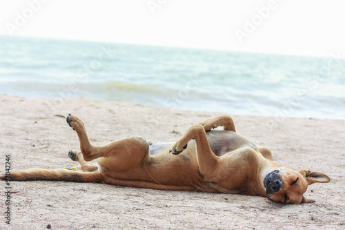dog