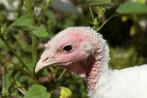 Portrait of turkey