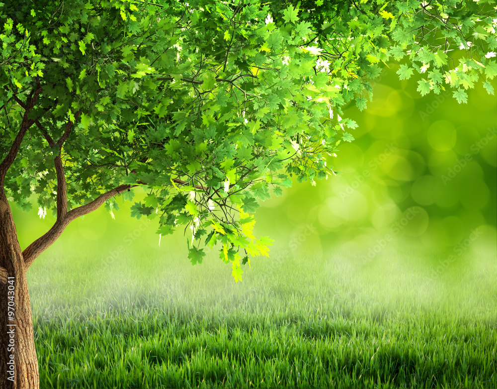 grass background grass background