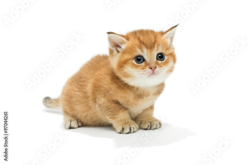 Small orange kitten of the British breed
