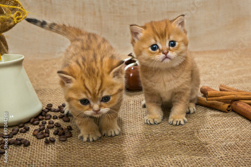 Two little kitten and ingredients for coffee