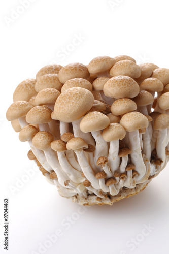 ブナしめじ Shimeji mushroom
