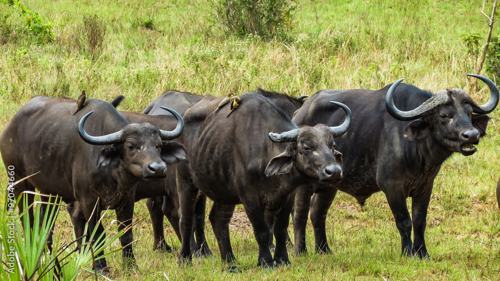 Buffalo cleaning by small birds, Kenya Buffalo cleaning by small birds, Kenya