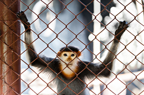 Monkey Cage © joesayhello