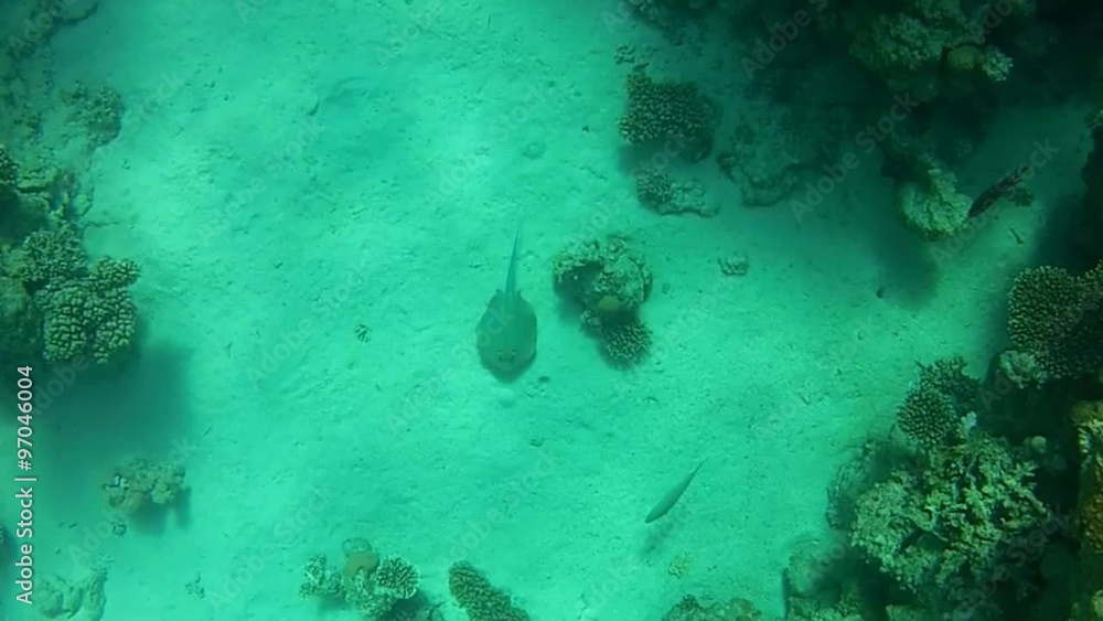 the seabed. Red sea, coral reef, Snorkling, at a water depth of 4 meters. the seabed. Red sea, coral reef, Snorkling, at a water depth of 4 meters.