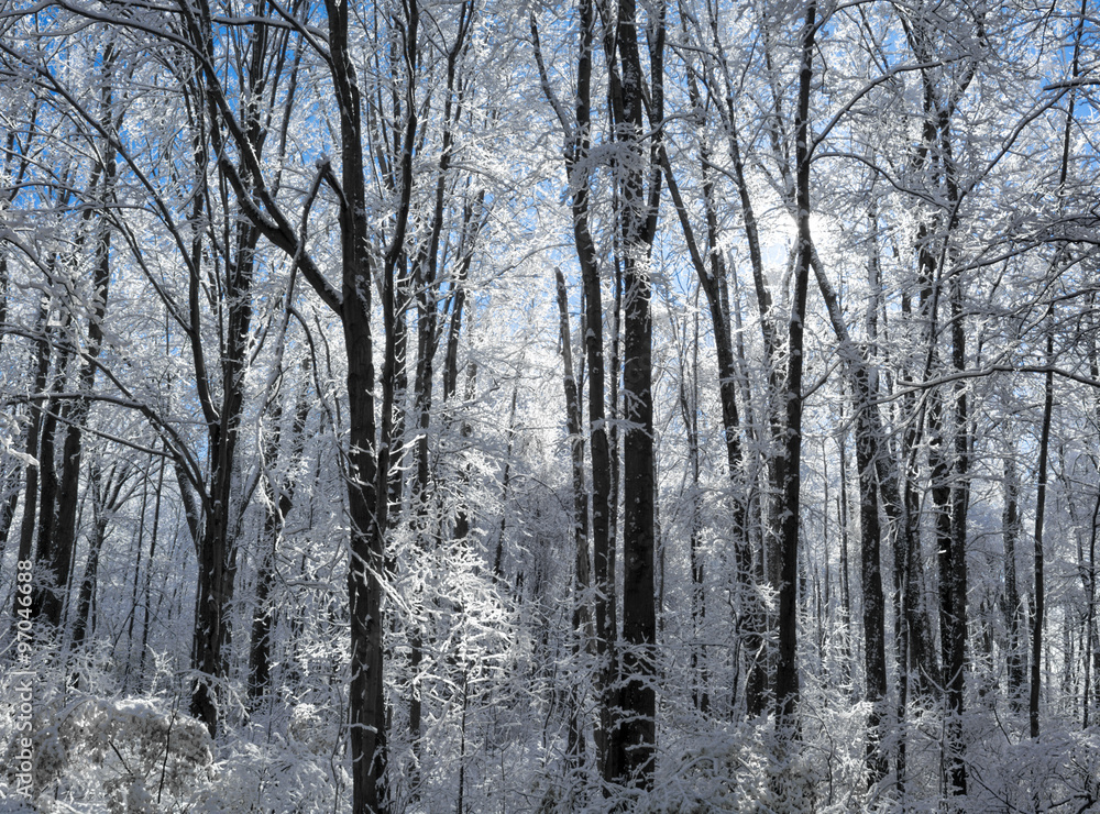 Snowy Winter Forest Scene Snowy Winter Forest Scene