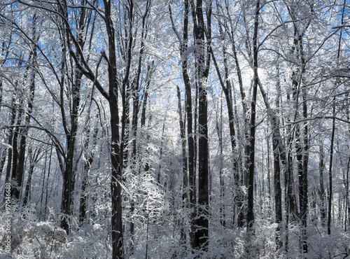 Snowy Winter Forest Scene © Michael Shake