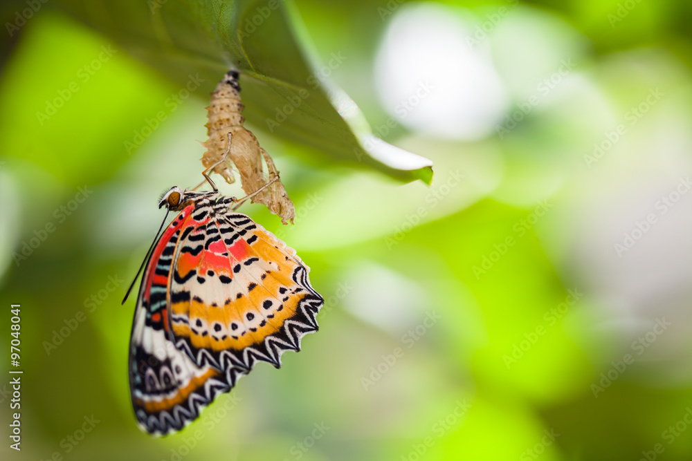 Obraz premium Motyl ze sznurowadłami wyrasta z poczwarki