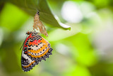 Leopard lacewing butterfly come out from pupa