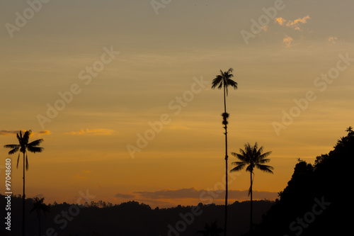 Sunset on the Cocora valley with giant wax palms near Salento,
